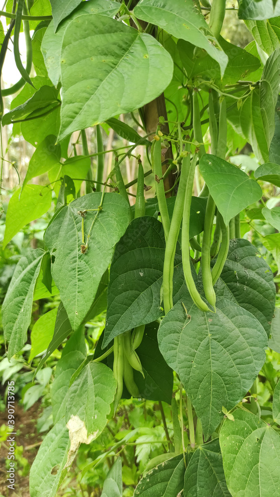 Green Beans Growing in The Garden. Tropical Plants with Green Leaves. Central Java Indonesia. Green Beans Growing in The Garden. Tropical Plants with Green Leaves. Central Java Indonesia.
