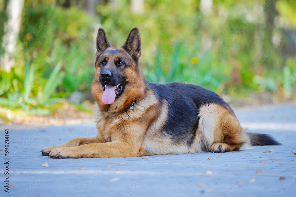 A beautiful German shepherd dog, obedient on the street, performs commands