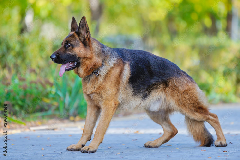 A beautiful German shepherd dog, obedient on the street, performs commands A beautiful German shepherd dog, obedient on the street, performs commands
