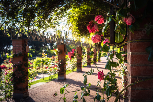 Fototapeta Naklejka Na Ścianę i Meble -  Pink roses on a brick column of the rose garden promenade of Parque del Oeste in a spring day, Madrid, Spain