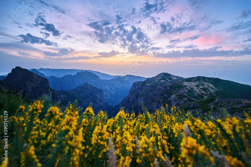 Postcard from Madeira. Sunset over yellow flowers and mountain landscape from the highest point of mountain Pico do Arieiro. Twilight over the mountains. Traveling around Madeira Island, Portugal.