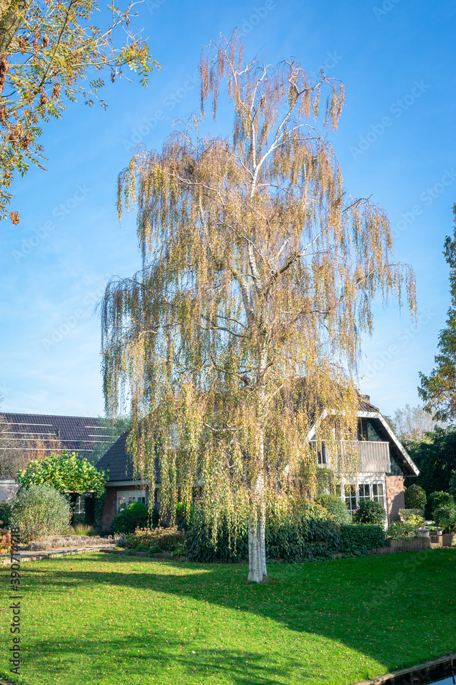 Single birch tree with autumn leaf foliage in a suburb garden Single birch tree with autumn leaf foliage in a suburb garden
