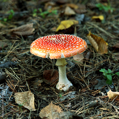  poisonous mushroom. a large fly agaric grows in the forest. toadstool of red color on a background of fallen leaves. autumn forest. round mushroom, not edible