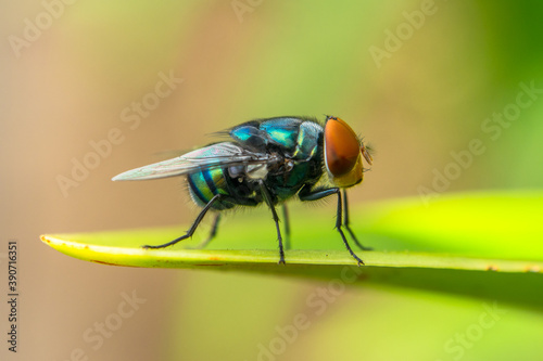 close up of a fly © lessysebastian
