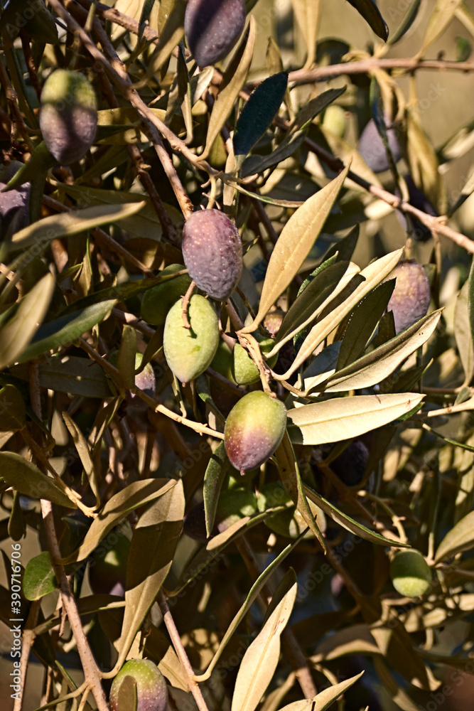 Fototapeta premium Set of olives on olive branch