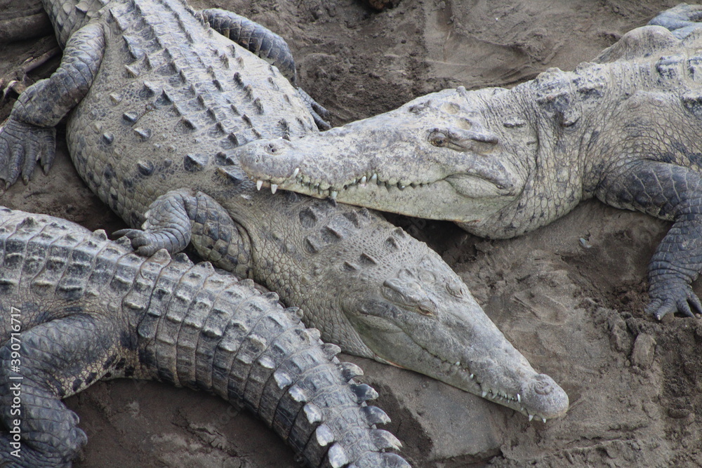 Obraz premium Siesta de cocodrilos en el Río Tárcoles, Costa Rica
