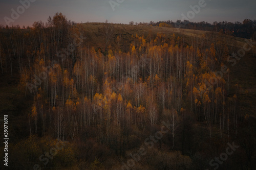 sunrise in the forest © Evgenii Ryzhenkov
