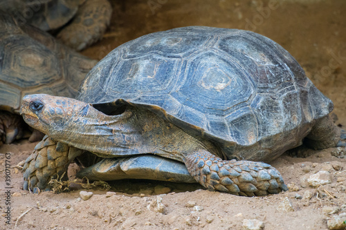Turtles are an order of reptiles known as Testudines