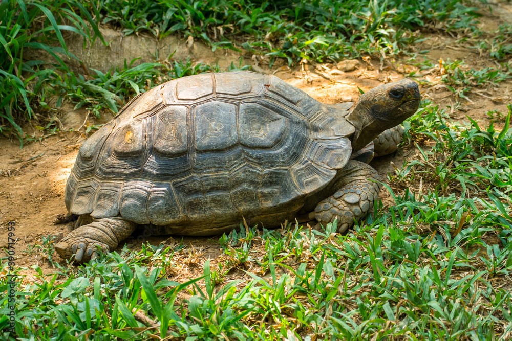 Turtles are an order of reptiles known as Testudines Turtles are an order of reptiles known as Testudines