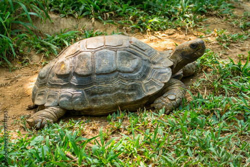 Turtles are an order of reptiles known as Testudines