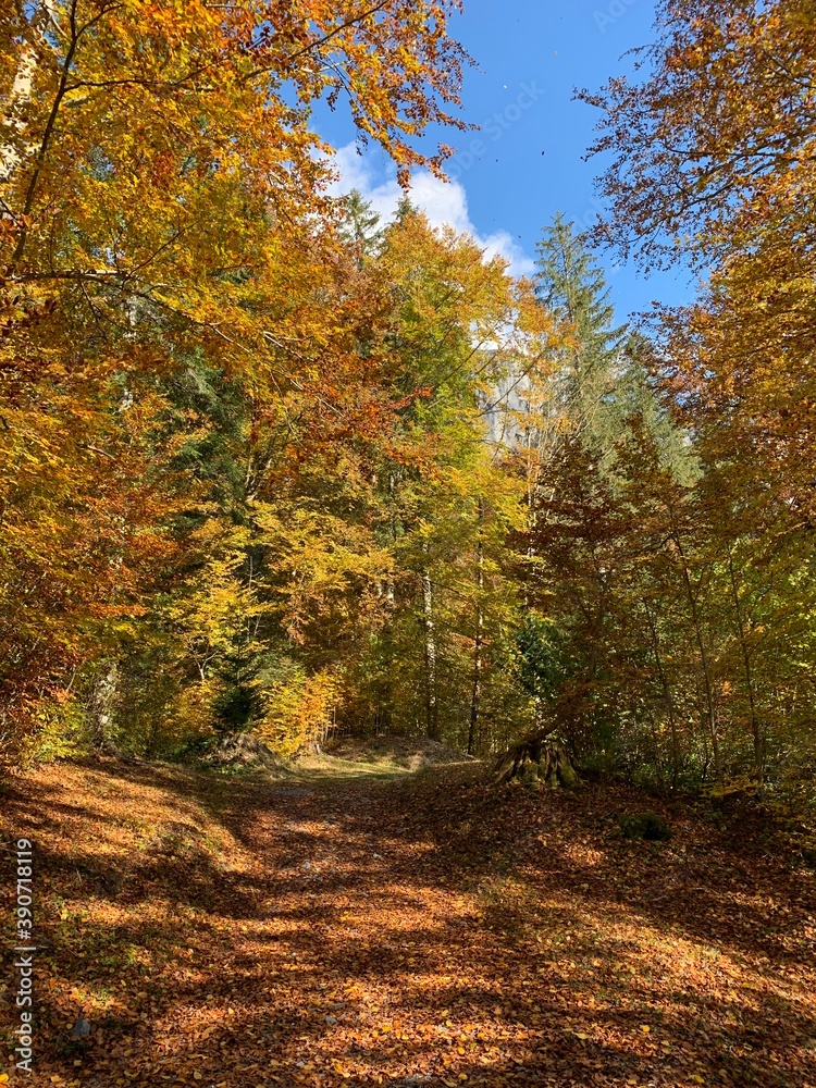 Obraz premium Forêt automnale