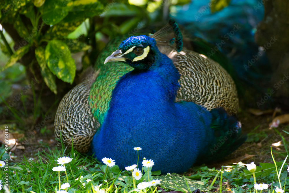 Obraz premium Bird in a park 14