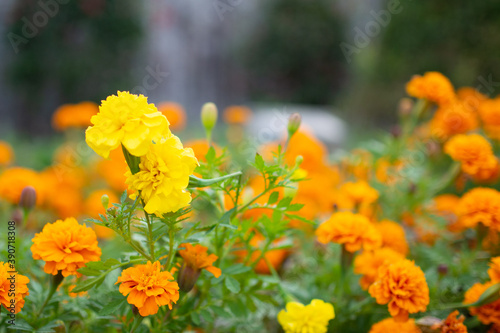 岐阜市の公園で咲いていたマリーゴールドの花 © kanahina