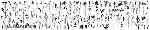 Big set of different plants, flowers, weeds. Silhouettes of autumn plants. Vector illustration.