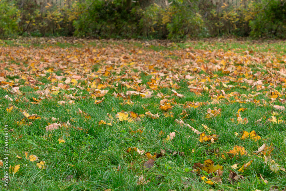Yellow leaves fall from trees onto green grass Yellow leaves fall from trees onto green grass