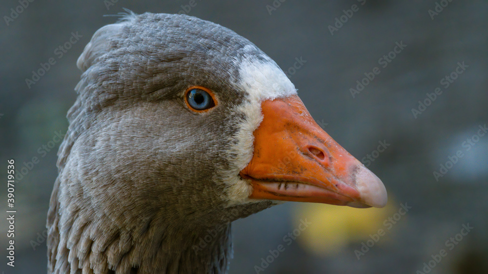 gans, bird, tier, schnabel, natur, ente, gans, wasser, feather, weiß, gans, bird, tier, schnabel, natur, ente, gans, wasser, feather, weiß,
