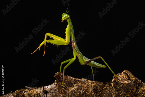gren praying mantis © lessysebastian