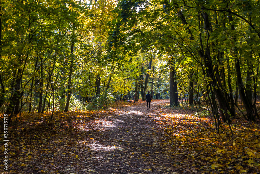 Autumn trees alley with colorful leaves in the park Autumn trees alley with colorful leaves in the park