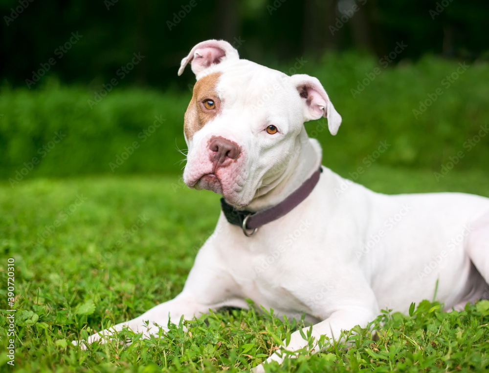 A red and white Pit Bull Terrier mixed breed dog lying down in the grass and listening with a head tilt