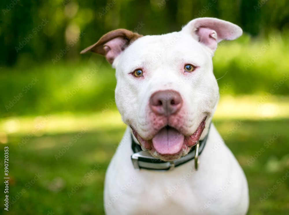 A happy white Pit Bull Terrier mixed breed dog looking at the camera