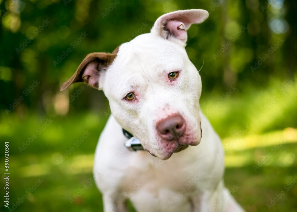 A curious white Pit Bull Terrier mixed breed dog looking at the camera with a head tilt
