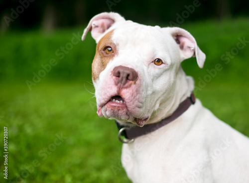 A red and white Pit Bull Terrier mixed breed dog sitting outdoors and listening with a head tilt