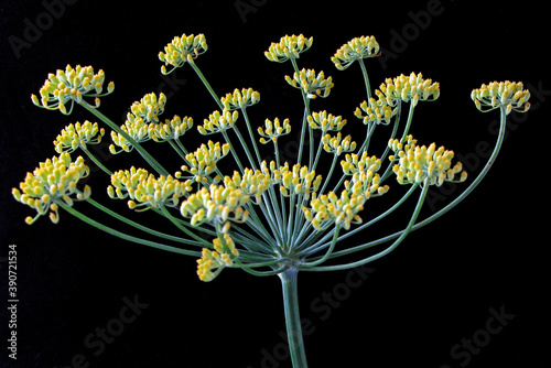 Flor Erva-doce ( Pimpinella anisum) photo