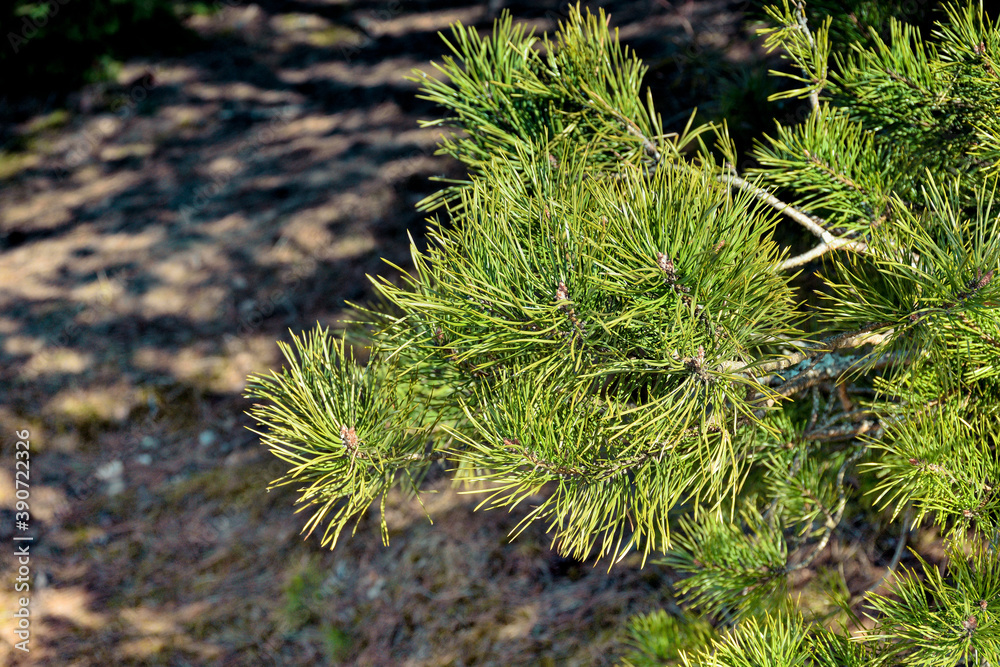 coniferous tree branch, pine branch close-up coniferous tree branch, pine branch close-up