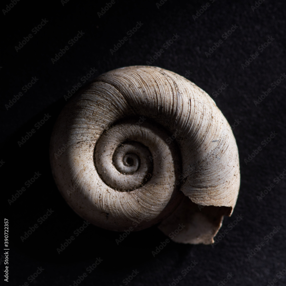 Snail Shell Texture