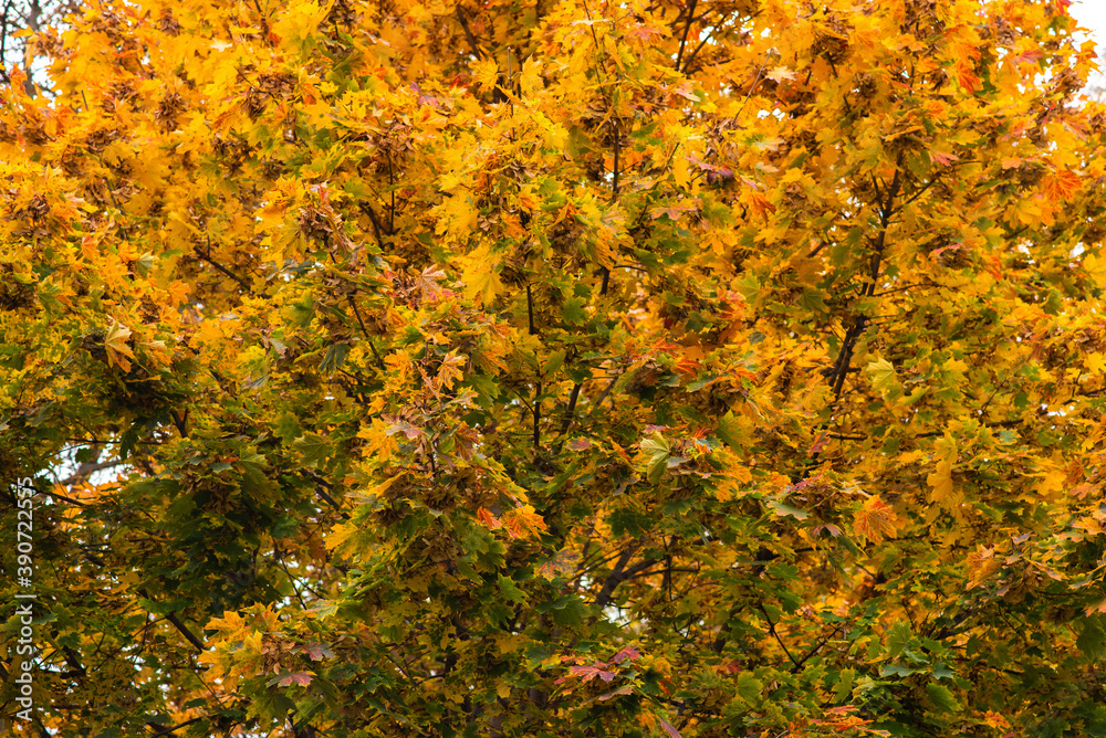 The foliage of a tree with yellow leaves, at an Autumn day in a park.