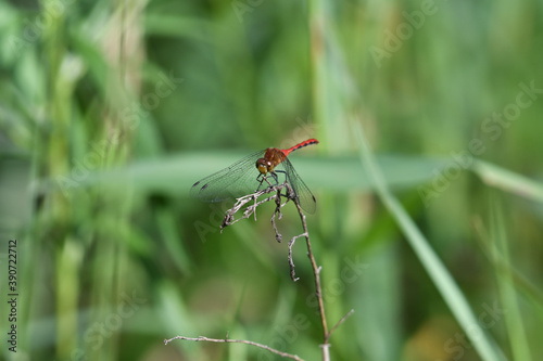 Closeup, Macro Red Meadowhawk Dragonfly on Stem with Green Foliage and Leaves in Background