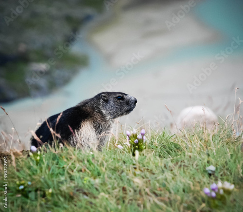 The Alpine groundhog sits.