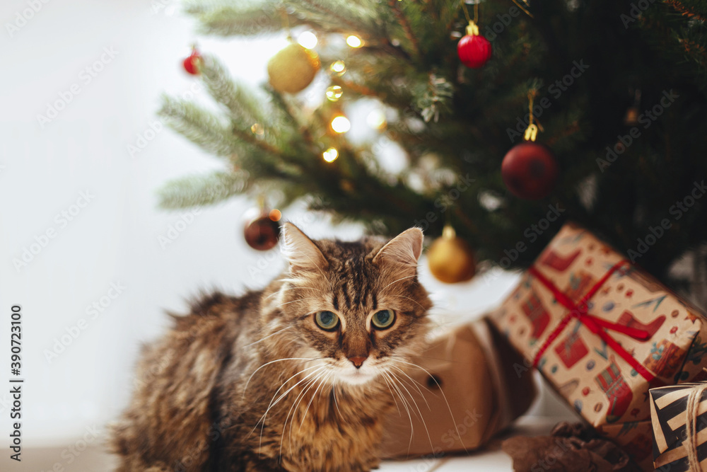 Adorable Maine Coon cat sitting at wrapped gift boxes under christmas tree in lights Adorable Maine Coon cat sitting at wrapped gift boxes under christmas tree in lights