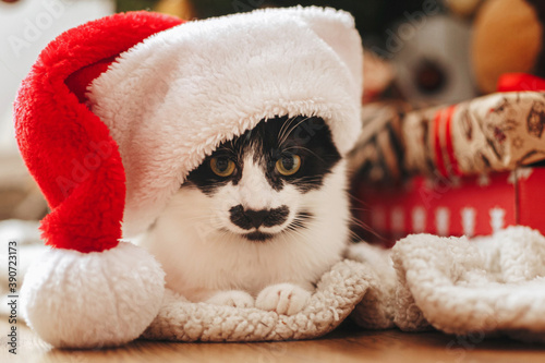Merry Christmas! Adorable cat in santa hat sitting at wrapped gift boxes under christmas tree
