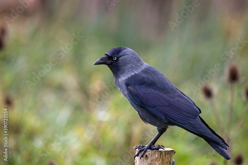 Close up side view of Jackdaw perched on wooden post