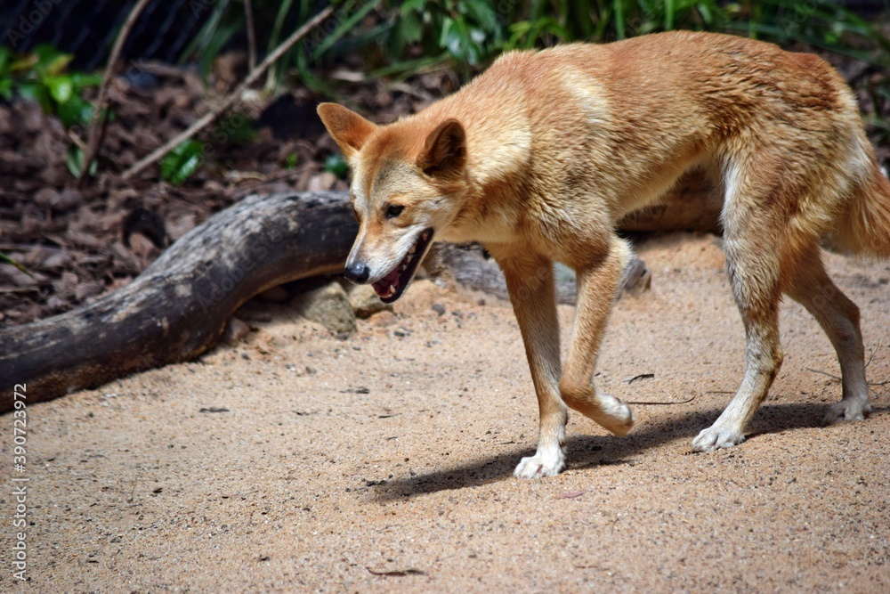 Australian dog dingo (Canis dingo) is walking on the sand Australian dog dingo (Canis dingo) is walking on the sand