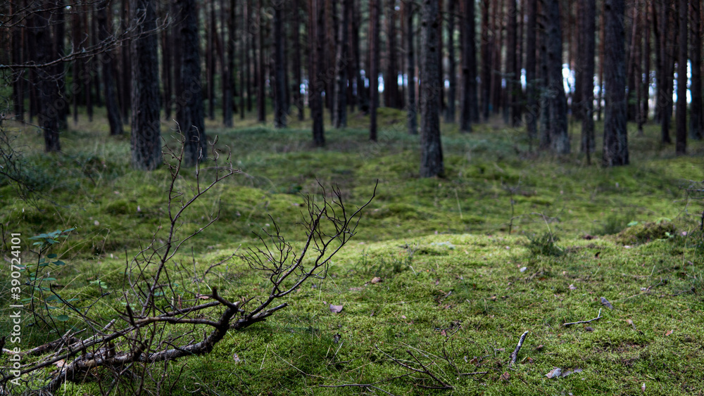 Obraz premium forest in the morning