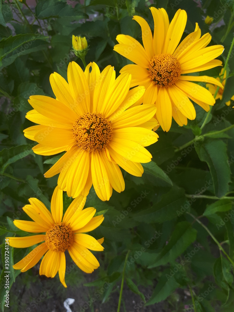 blumen blumen