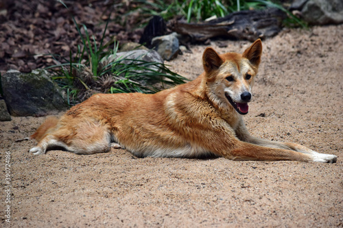 Australian dog dingo (Canis dingo) in Queensland © adam88xx