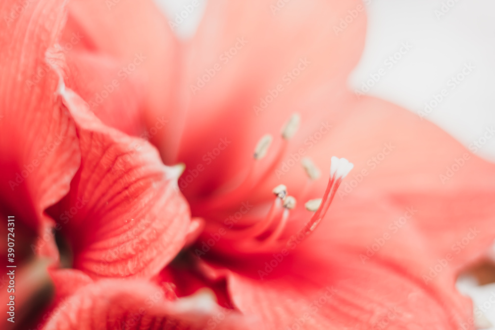 Coral amaryllis close up on white background. Shallow depth of field. Soft focus.