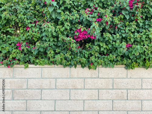 white block brick garden hedge wall planter with beautiful vivid bougainvillea fuchsia red colorful scenery 