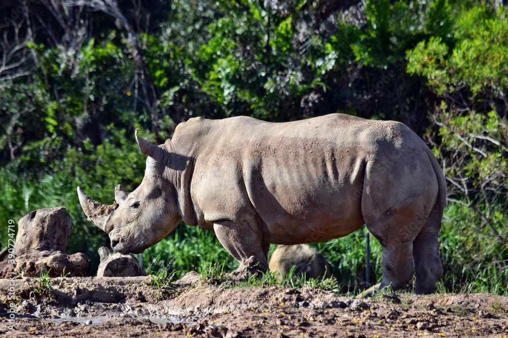 Obraz premium Old and big african rhino standing on the ground