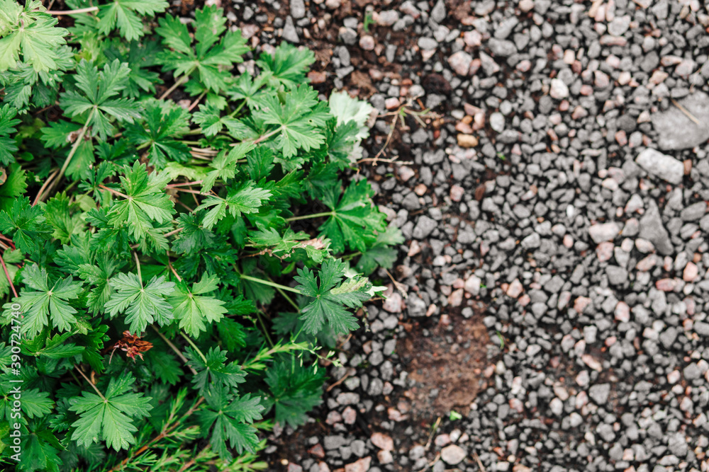 A beautiful photo of grass and stones. Half photo grass, half photo soil