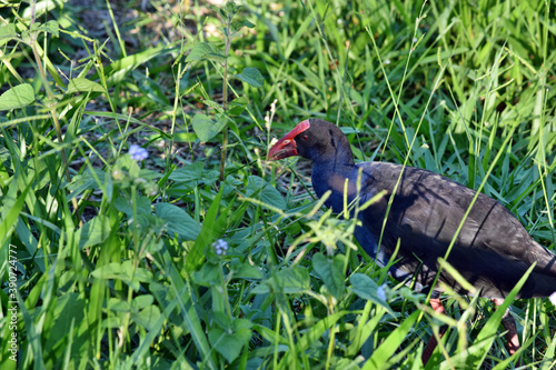Valokuva Beautiful bird Swamphen (Porphyrio) is walking