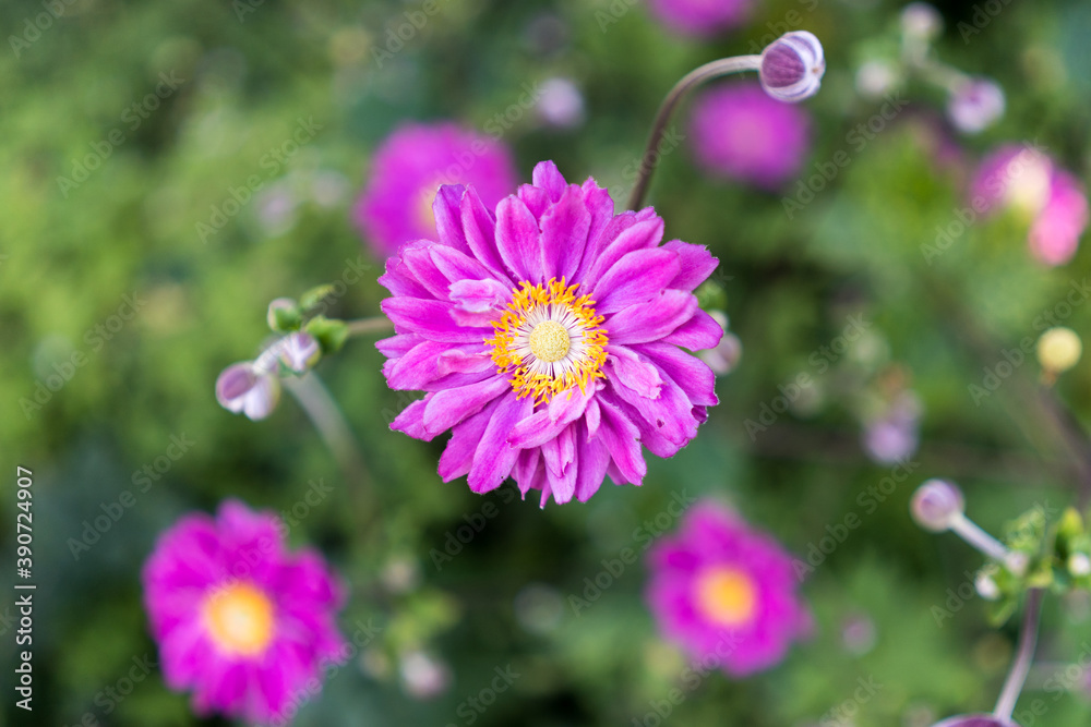 Fototapeta premium Pink flower with yellow pistil