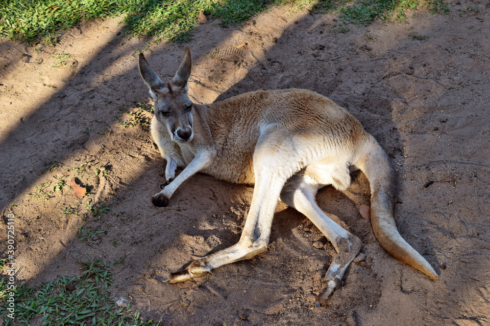 Very muscular wild red kangaroo lying on the ground Very muscular wild red kangaroo lying on the ground