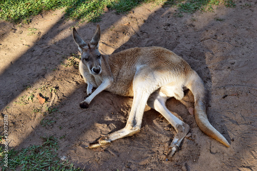  Very muscular wild red kangaroo lying on the ground