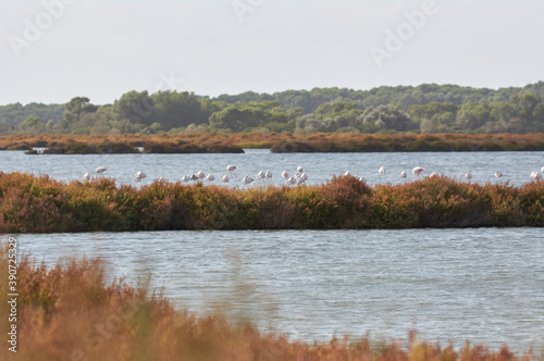 pink flamingo in lake, migratory birds resting