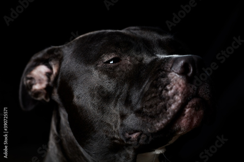 American pit bull terrier on dark background. Close up.  © Eugeniusz Dudziński