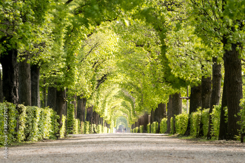 Fototapeta Naklejka Na Ścianę i Meble -  lonely alley in park schönbrunn in vienna, austria